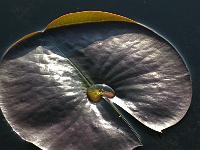 IMG 0299