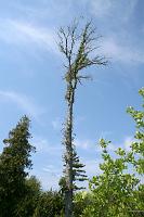 IMG 0331