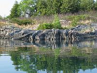 IMG 0568